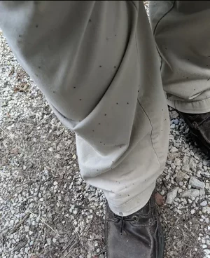 fleas on pants